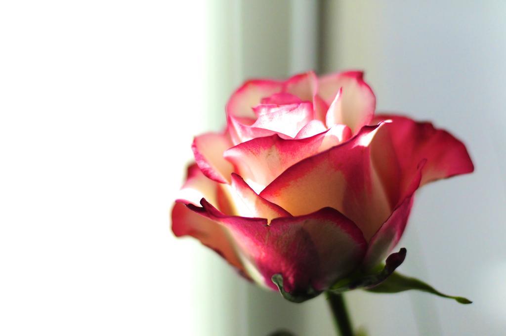 B&B Val Des Roses Bruges Luaran gambar